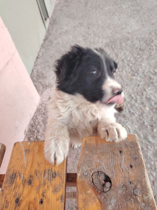 Отдам кабеля в хорошие руки