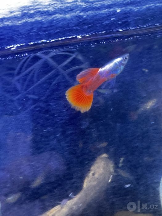Guppilar sotiladi
