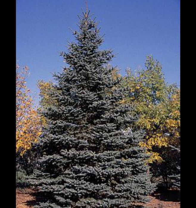 Gazon. Archa. Fantan. Landshaft. Dizayn.