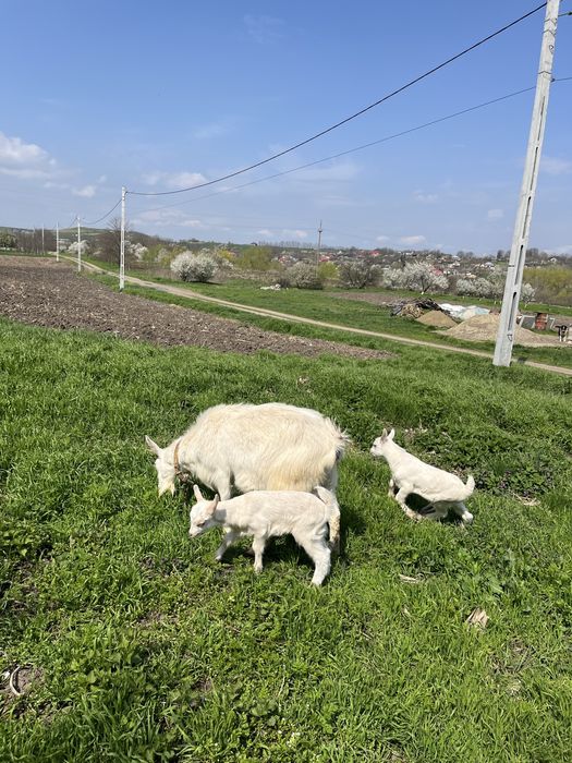 Vand capra buna de lapte cu 2 iezi