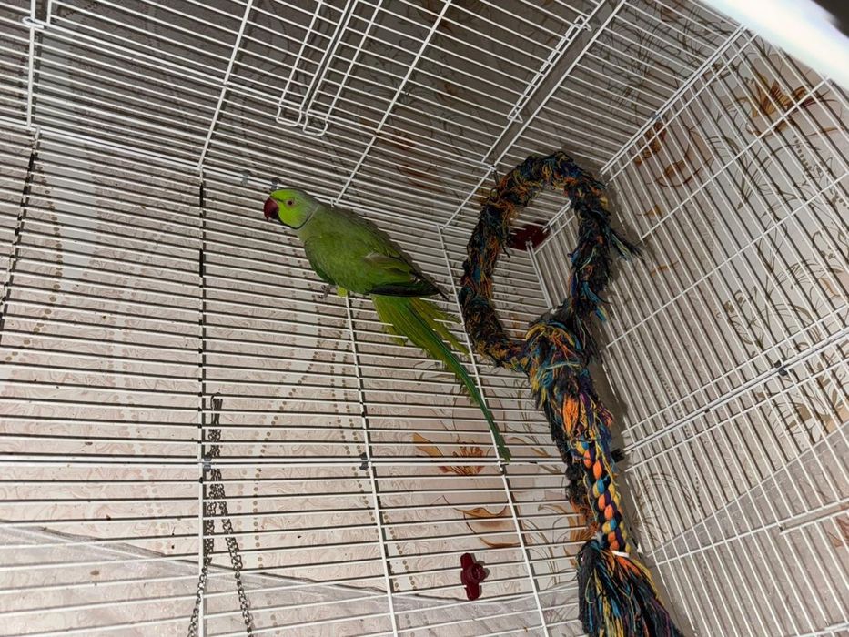 Попугай ожереловый