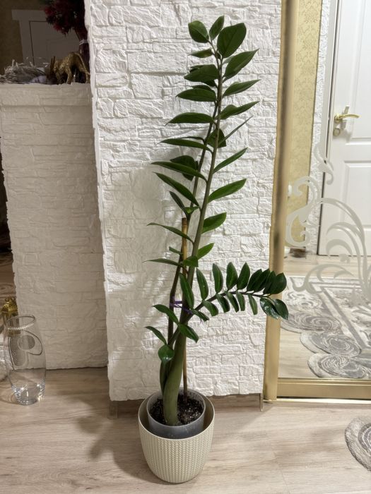 Замиокулькас долларовое дерево