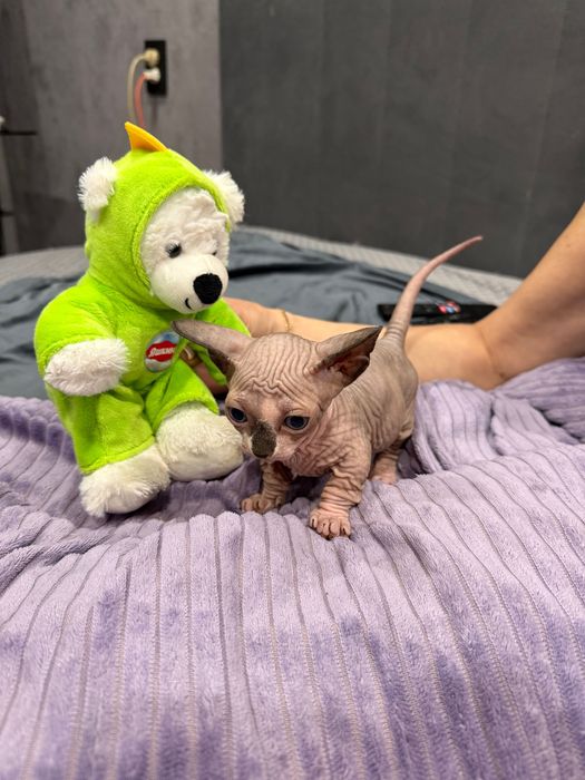 Котята очаровашки сфинкс бамбино