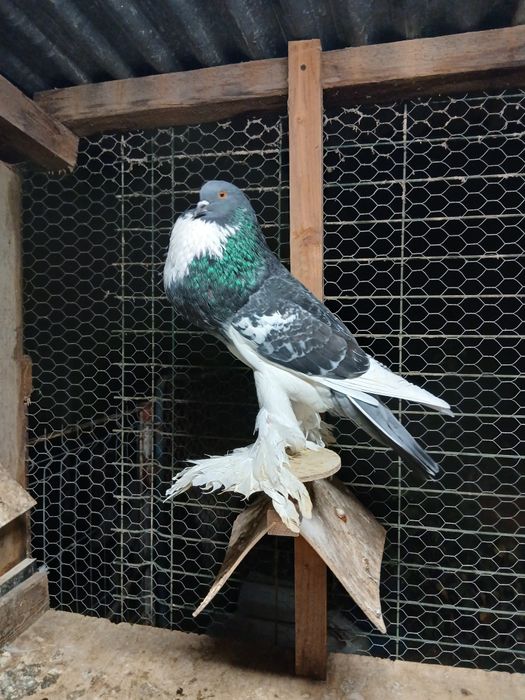 Gusati de pomerania