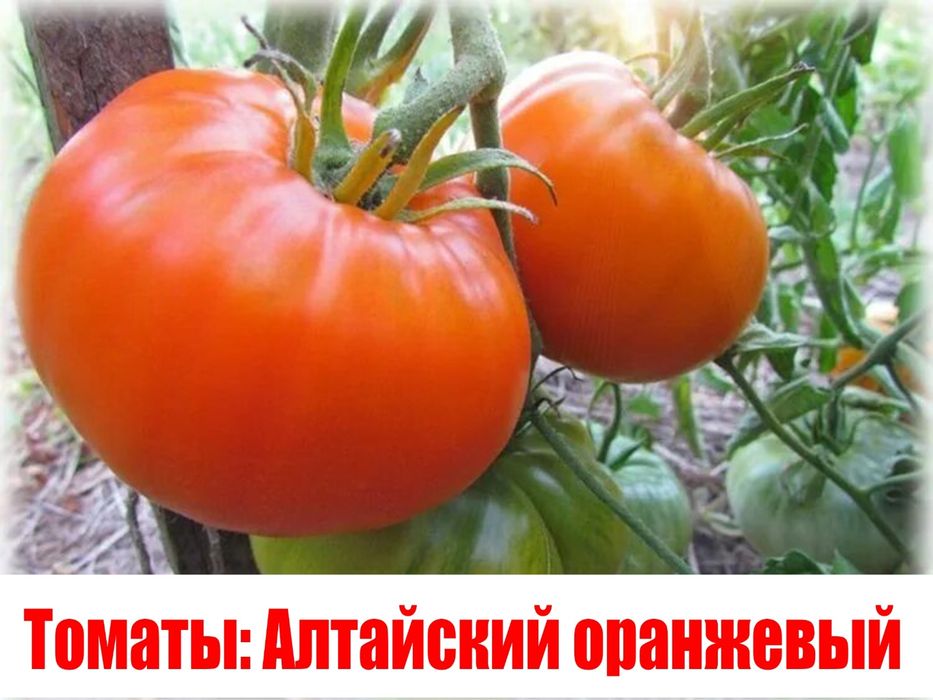 Продам рассаду огурцов и помидор