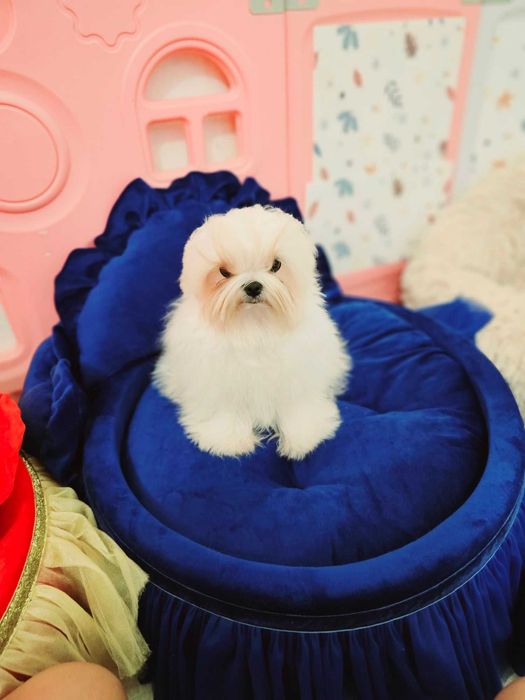 Bichon Maltez, Bichon Maltez cu Pedigree, Maltez mini , Korean maltez
