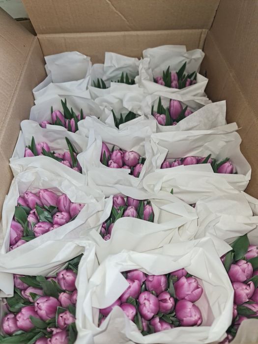 Тюльпаны местные теплица