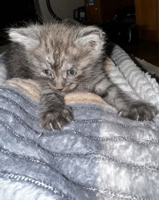 Котята бесплатно в добрые руки