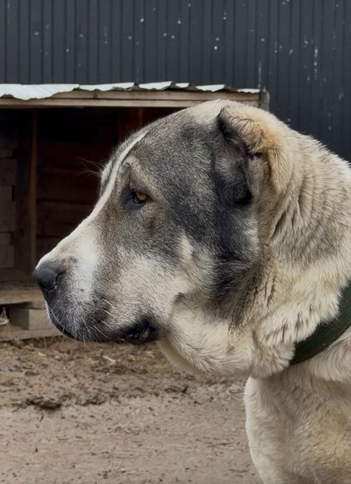 Щенки алабайчики