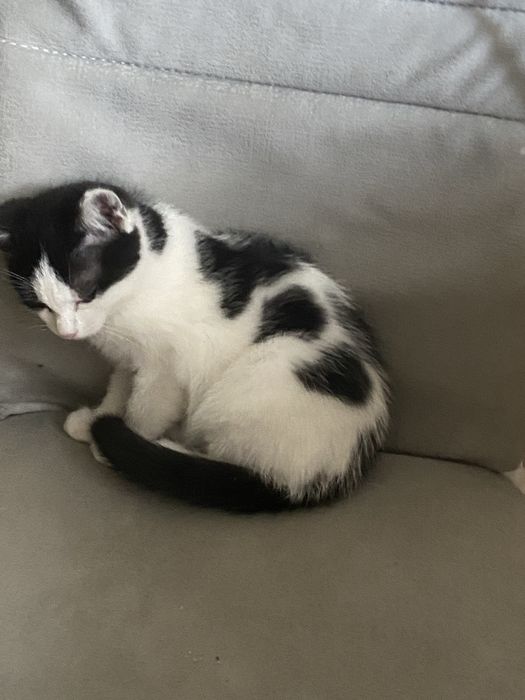 Котенок  девочка