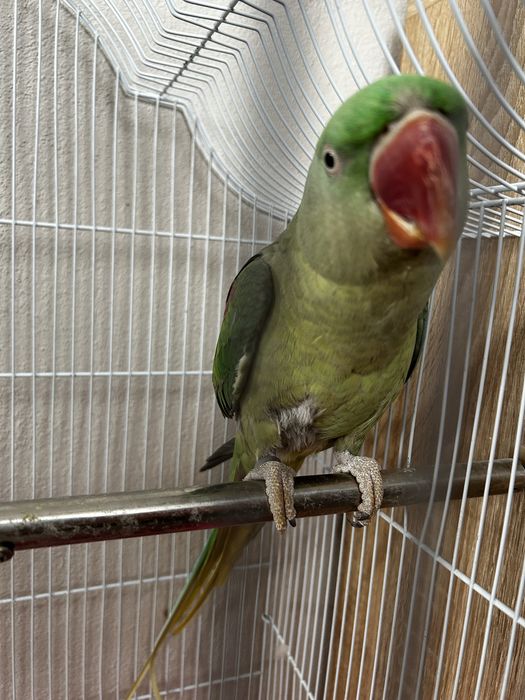 Vand papagal “Micul Alexander”