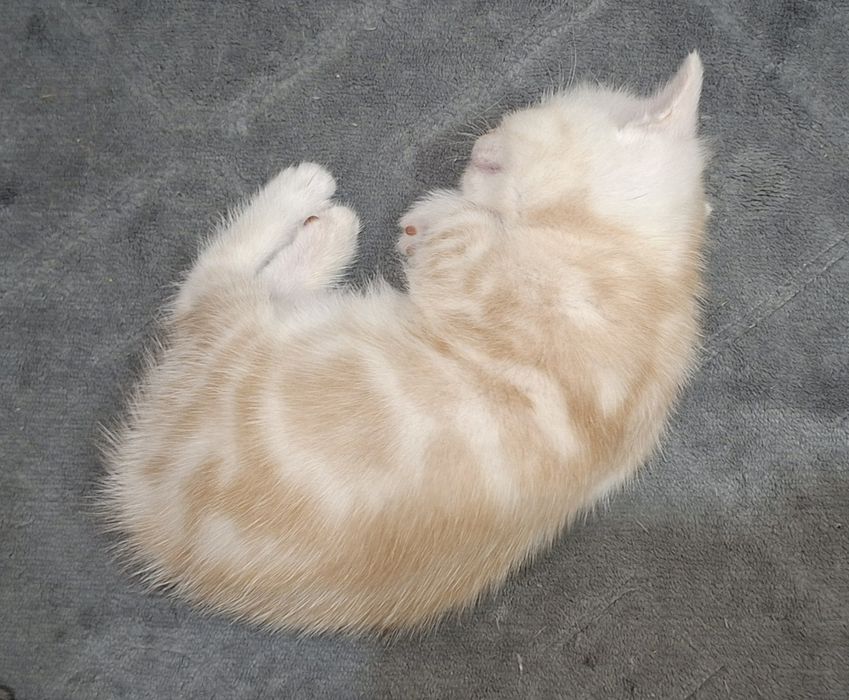 Котята британские