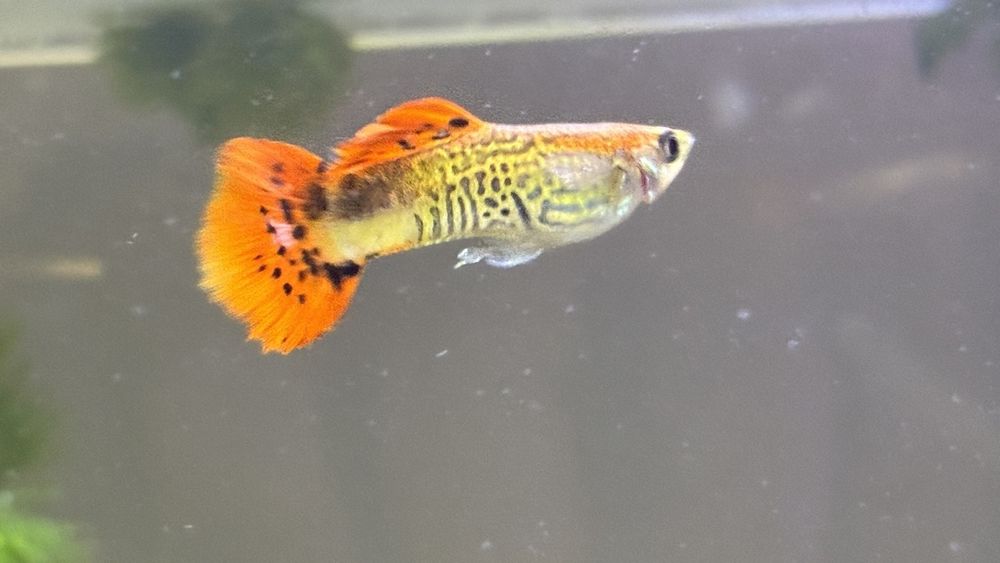 Продавам гупи и червени ckapugu Red Cherry