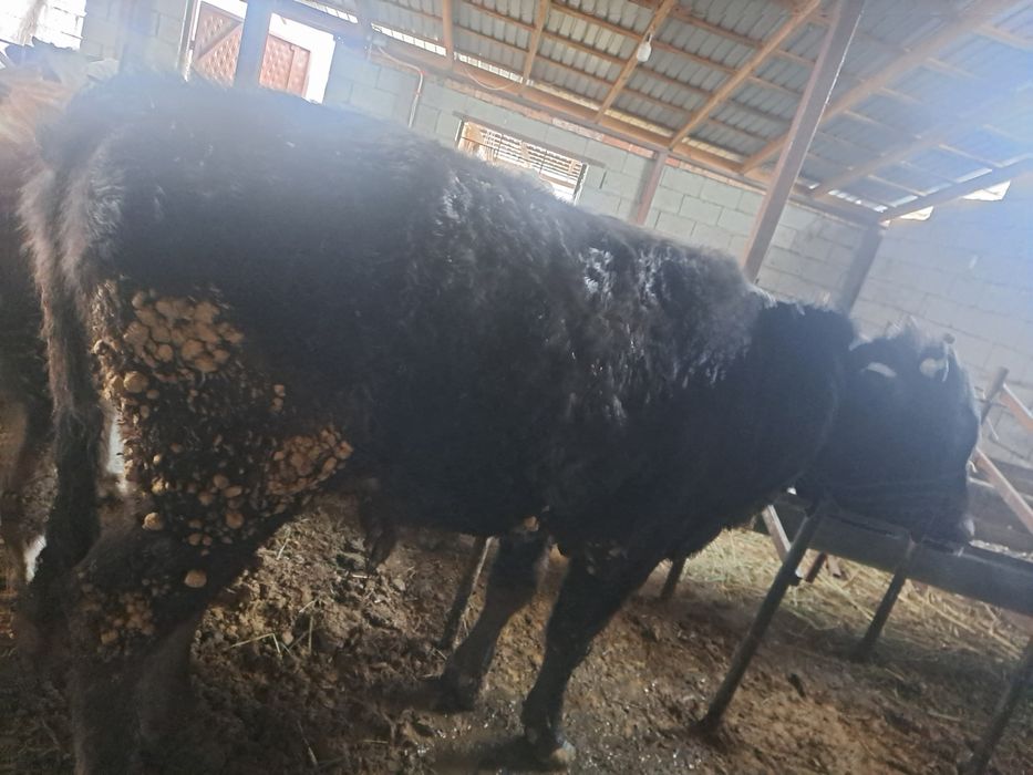 Продам скот, срочно