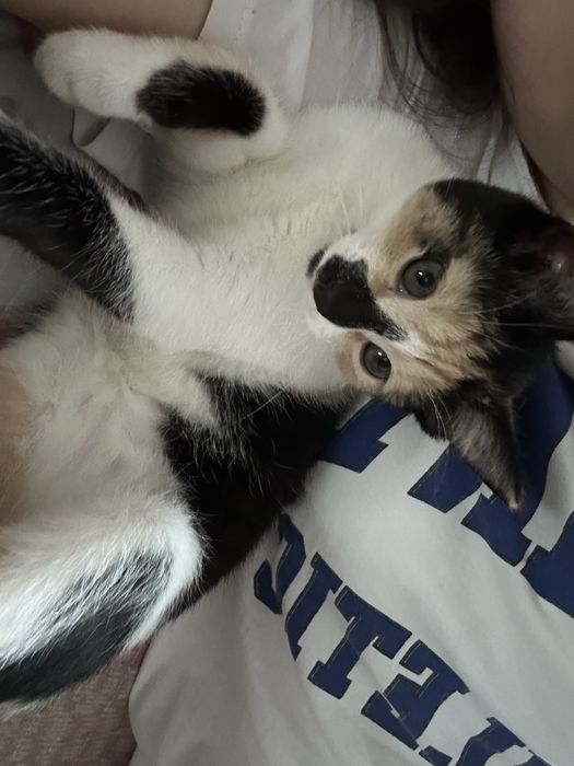 котенок Ерке, 5 месяцев