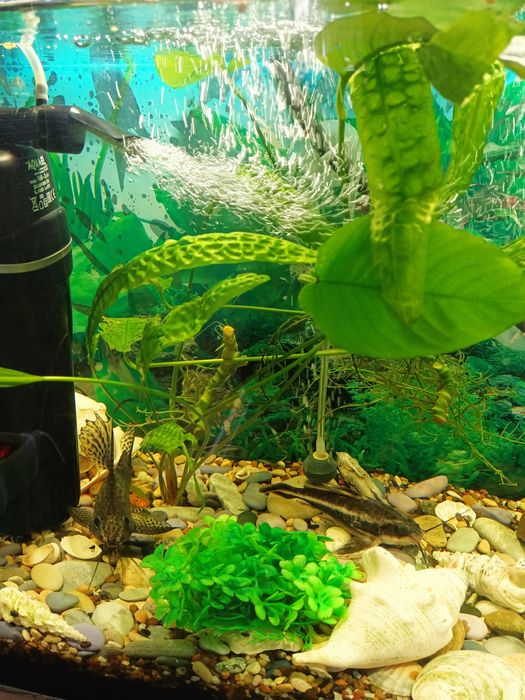 Продам действующий аквариум в сборе