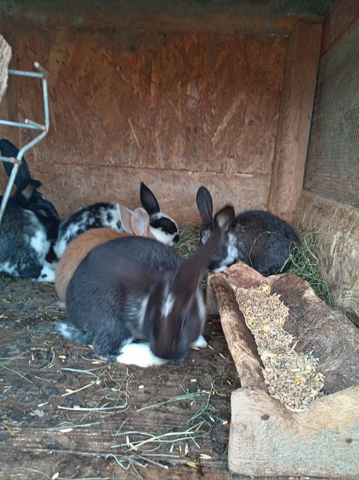 Vând Iepurii mai mici și mai mari