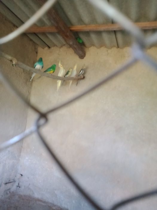 Продаются попугаи Корелла