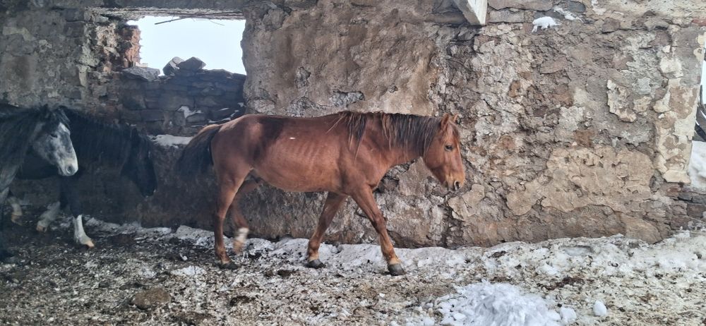 Айғыр 6 жасар только обмен