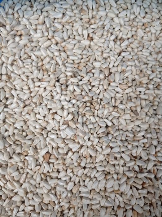 Семена сафлор Ершовский сорт