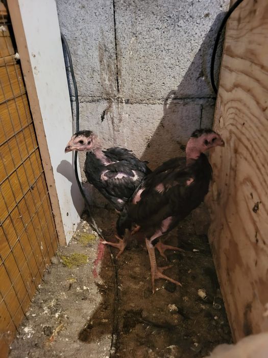 Сатамын дакан шоже кораз 16000