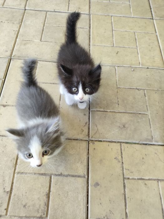 Котята от крысоловки.