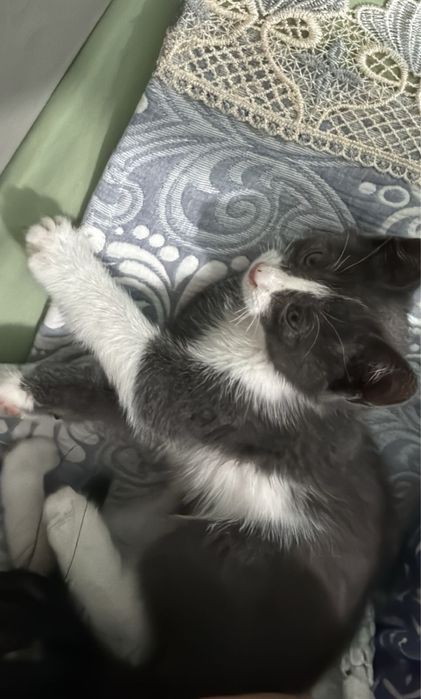 Котёнок бесплатно