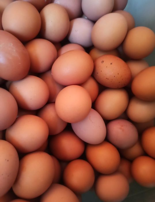 Продаются куриные домашние яйца