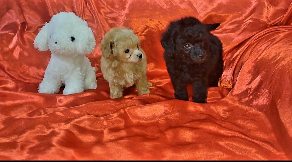 Щенки той пуделя микро