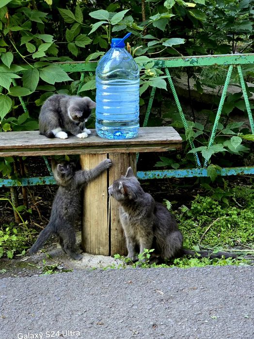 Дарю очень красивых котят