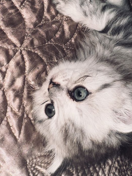 котята шотландской породы