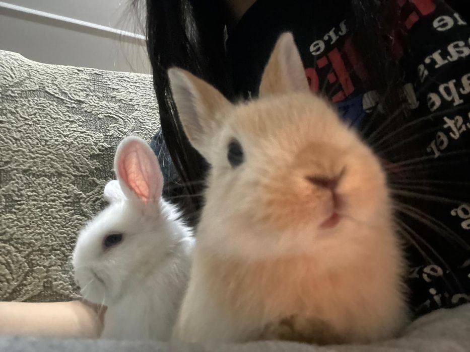 Кролики декоративные