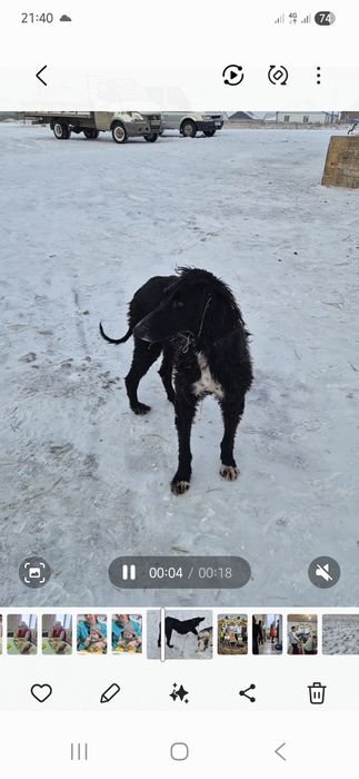 Продам тазы арлан