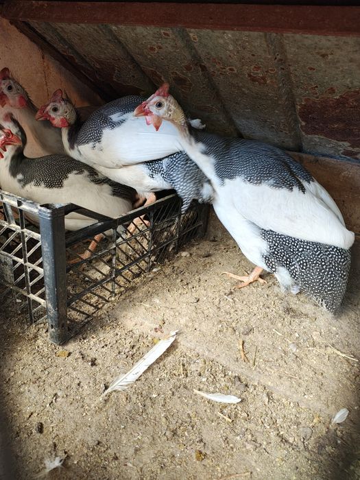 Vând bibilici pinguin