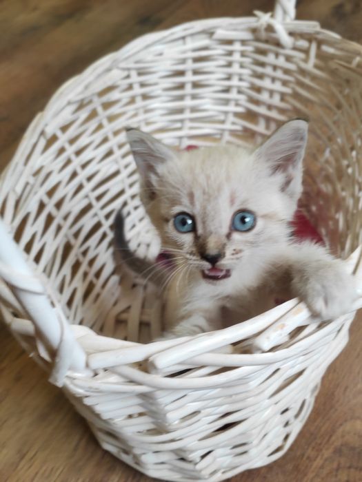 Котята воспитанные, ухоженные