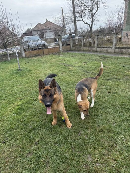 Donez căței mai am femele ,abea văd doar ,mai multe detalii în anunt