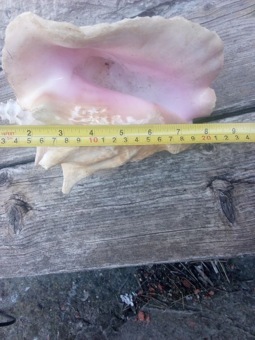 Рапан за декорация.