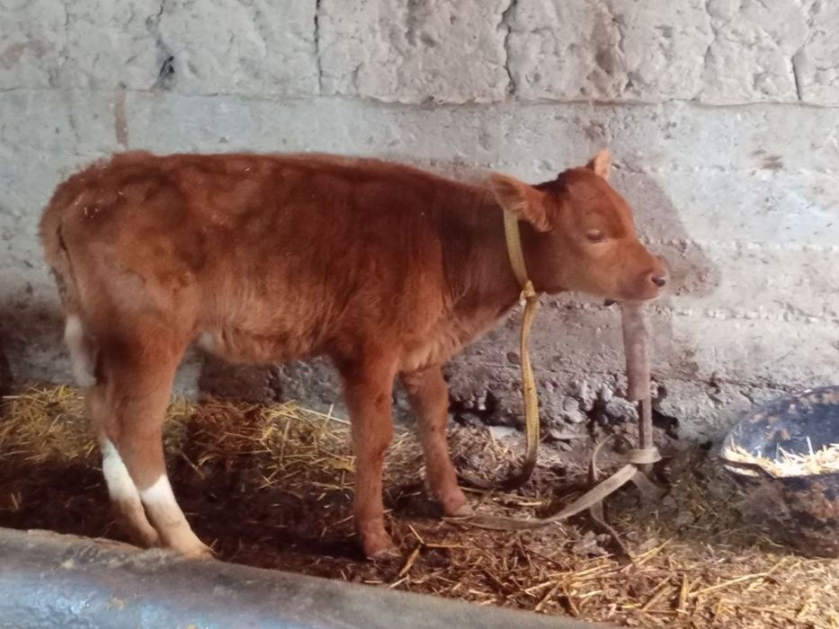 Ona bola sigir shvet qizil 2ta ona bola sigir