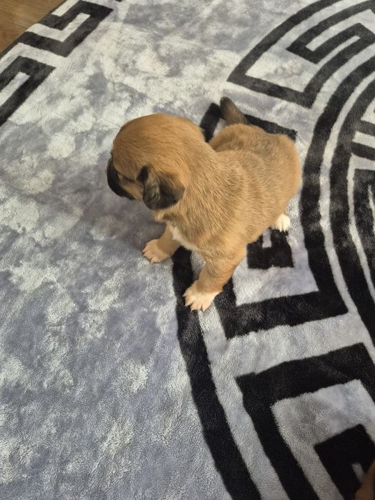 Donez căței de talie mică.