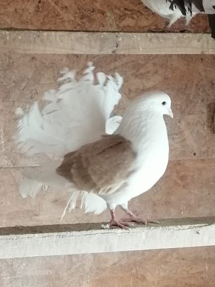 Продам голубей павлинов