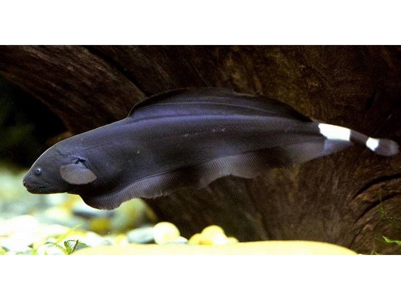 Продаётся рыба (нож) черный принц 2 шт