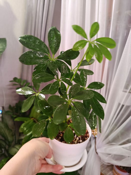 Продам комнатные цветы