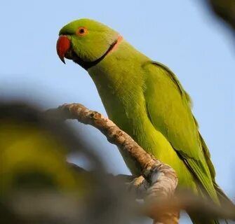 Ожирелевый попугай пара