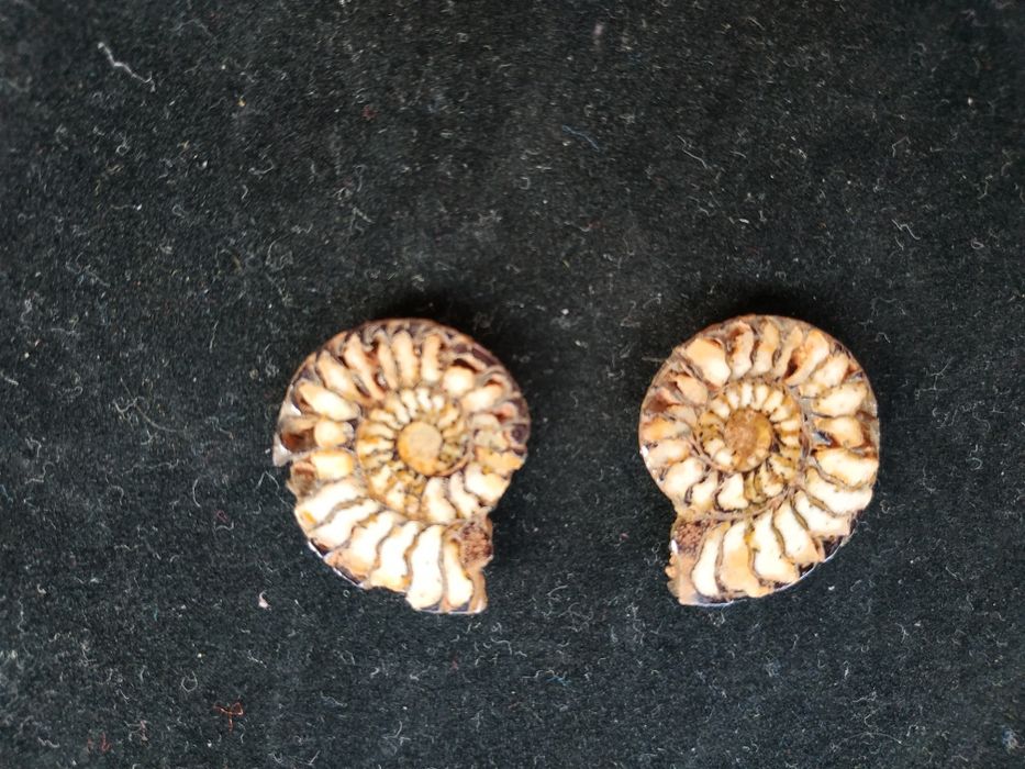Брошка и обеци от естествени амонити-фосили, произход о. Мадагаскар