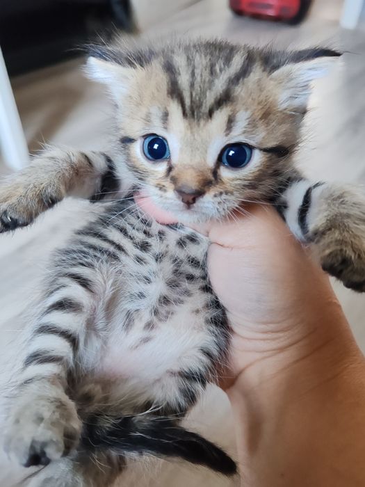 Отдам котят в самые добрые ручки