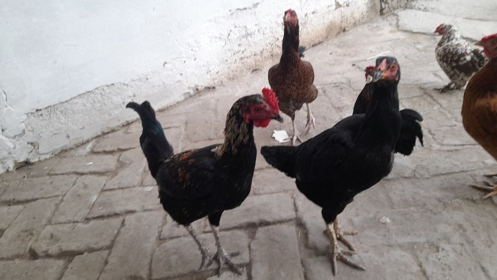 Tovuq kulangi sotiladi toza zotli