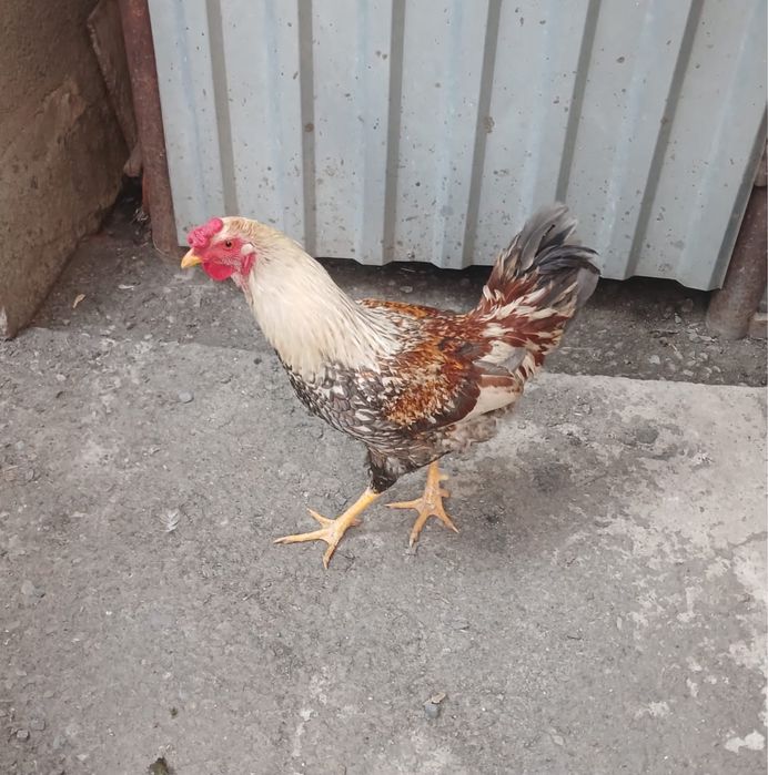 Продам молодых Питухов