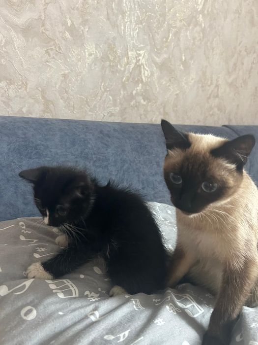 Котёнок мальчик  приучен к