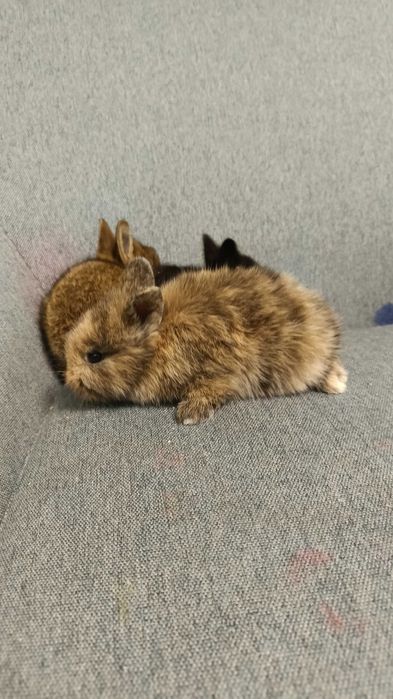 Декоративни зайчета