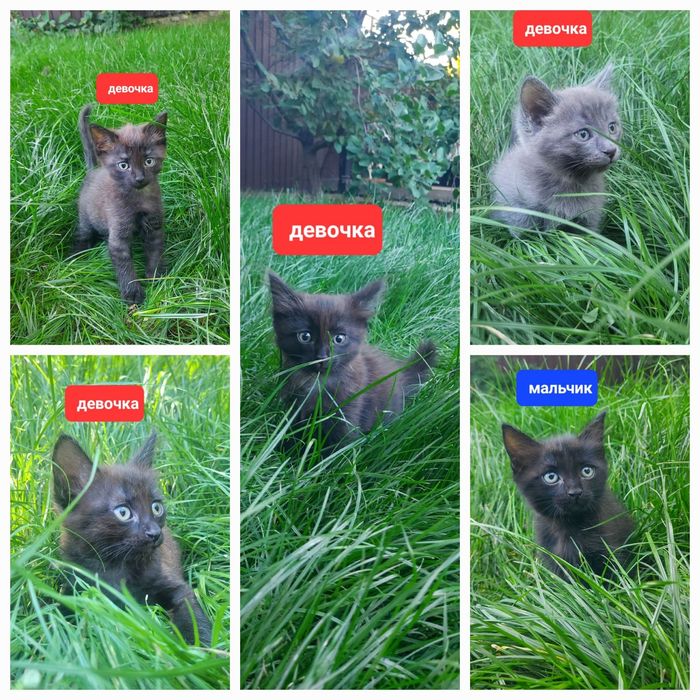 ОТДАМ КОТЯТ  в добрые руки